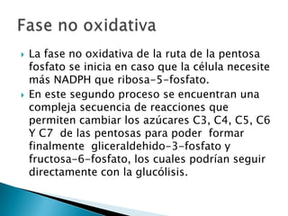 La fase no oxidativa de la ruta de la pentosa fosfato se inicia en caso que la célula necesite más NADPH que ribosa-5-fosfato.En este segundo proceso se encuentran una compleja secuencia de reacciones que permiten cambiar los azúcares C3, C4, C5, C6 Y C7  de las pentosas para poder  formar finalmente  gliceraldehido-3-fosfato y fructosa-6-fosfato, los cuales podrían seguir directamente con la glucólisis.Fase no oxidativa