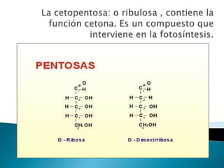 La cetopentosa: o ribulosa , contiene la función cetona. Es un compuesto que interviene en la fotosíntesis.