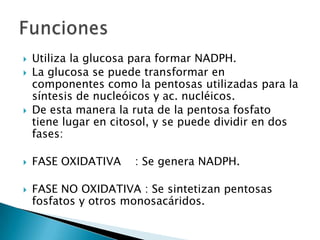 Utiliza la glucosa para formar NADPH.La glucosa se puede transformar en componentes como la pentosas utilizadas para la síntesis de nucleóicos y ac. nucléicos.De esta manera la ruta de la pentosa fosfato tiene lugar en citosol, y se puede dividir en dos fases:FASE OXIDATIVA    : Se genera NADPH.FASE NO OXIDATIVA : Se sintetizan pentosas                                         fosfatos y otros monosacáridos.Funciones