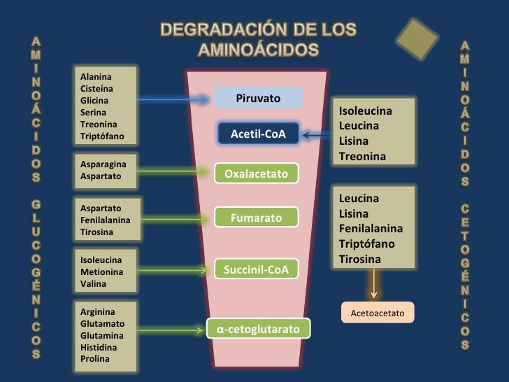 Estilo de vida con dieta 14 dias cambio metabolismo
