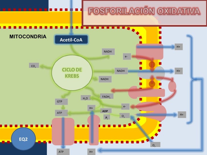 2 minutos guían en medicamentos para acelerar el metabolismo