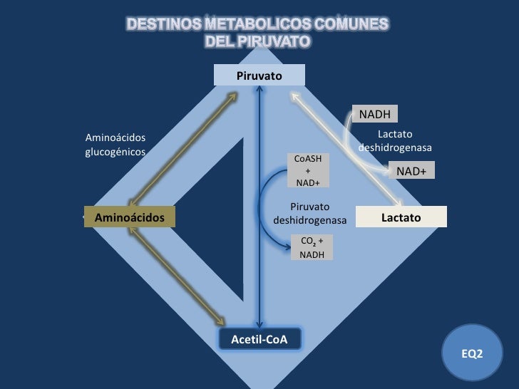 Por eso nunca va a dieta 14 dias cambio metabolismo