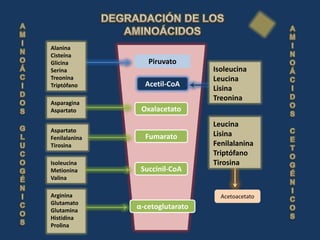 Alanina
Cisteína
Glicina           Piruvato
Serina                           Isoleucina
Treonina                         Leucina
Triptófano       Acetil-CoA
                                 Lisina
                                 Treonina
Asparagina
Aspartato       Oxalacetato
                                 Leucina
Aspartato
Fenilalanina     Fumarato        Lisina
Tirosina                         Fenilalanina
                                 Triptófano
Isoleucina                       Tirosina
Metionina       Succinil-CoA
Valina

Arginina                           Acetoacetato
Glutamato
Glutamina
               α-cetoglutarato
Histidina
Prolina
 