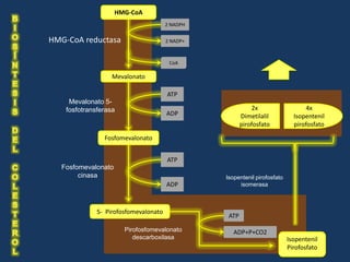 HMG-CoA
                                       2 NADPH


HMG-CoA reductasa                      2 NADP+



                                        CoA

                   Mevalonato

                                       ATP
     Mevalonato 5-
    fosfotransferasa                                        2x                   4x
                                       ADP              Dimetilalil          Isopentenil
                                                        pirofosfato          pirofosfato

                Fosfomevalonato


                                       ATP
   Fosfomevalonato
        cinasa                                   Isopentenil pirofosfato
                                       ADP            isomerasa



              5- Pirofosfomevalonato
                                                  ATP

                       Pirofosfomevalonato          ADP+P+CO2
                          descarboxilasa                                   Isopentenil
                                                                           Pirofosfato
 