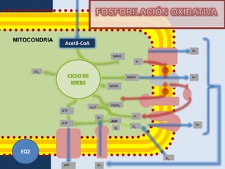 MITOCONDRIA
               Acetil-CoA
                                                                   H+
                                           NADH
                                                         e-


        CO2
                    CICLO DE                      NADH             H+
                     KREBS                NADH




                                          FADH2
                               H2O
              GTP
                                                     e-
                                     H+
                                          ADP
              ATP
                                                                    H+
                                                    O2
                                            PI




  EQ2
                                                              O2

              ATP                    H+
 