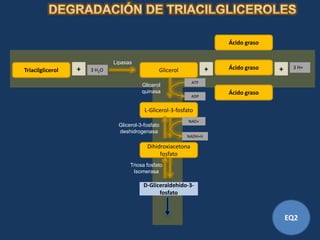 Ácido graso


                              Lipasas
Triacilglicerol   +   3 H2O                     Glicerol            +   Ácido graso   +    3 H+

                                                              ATP
                                         Glicerol
                                         quinasa                        Ácido graso
                                                              ADP


                                          L-Glicerol-3-fosfato
                                                            NAD+
                               Glicerol-3-fosfato
                               deshidrogenasa
                                                           NADH+H

                                           Dihidroxiacetona
                                                fosfato
                                    Triosa fosfato
                                     Isomerasa

                                          D-Gliceraldehído-3-
                                                fosfato



                                                                                          EQ2
 