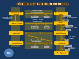 Dihidroxiacetona
               Dihidroxiacetona     fosfato aciltransferasa
                                                                       Acil-dihidroxiacetona
                    fosfato                                                    fosfato
                                                                                        NADPH+H+
Glicerol-3-fosfato                    R-CO-SCoA               H-SCoA
                                                                                           Acil-dihidroxiacetona
deshidrogenasa                                                                               fosfato reductasa
                                       Glicerol-3- fosfato
                                                                                        NADP+
                                        aciltransferasa
                                                                              Ácido
               Glicerol-3-fosfato
                                                                         lisofosfatídico
                                                                                              R-CO-SCoA
                                      R-CO-SCoA               H-SCoA                         1-acilglicerol-3-fosfato
                                                                                                 aciltransferasa
                                                                                              H-SCoA

                     Fosfolípidos                                      Ácido fosfatídico

                                                                                               Ácido fosfatídico
                                                                                                  fosfatasa
                                    2-monoacilglicerol                                       Pi
                                      aciltransferasa
              2-monoacilglicerol                                           Diacliglicerol
                                                                                            R-CO-SCoA
                                      R-CO-SCoA               H-SCoA                              Diacilglicerol
                                                                                                 aciltransferasa
                                                                                            H-SCoA

        EQ2                                                               Triacilglicerol
 