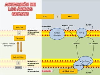 ATP             +              CoA



                                                                                                          CoASH
                                                                           Acil-CoA Graso
                                                 Ácido Graso
                      Acil-CoA
                                  MEMBRANA
                                  MITOCONDRIAL                 Acil-CoA                         CPT 1
                         +        EXTERNA
                                                               sintetasa
                      Carnitina

Carnitina palmitoil                                                                     Carnitina            Acil carnitina
   transferasa




                Acil carnitina

                                  MEMBRANA                                                          Translocasa
                        +         MITOCONDRIAL
                                  INTERNA                                                   CPT 2
                      H-SCoA
                                  MATRIZ
                                  MITOCONDRIAL   β-oxidación               Acil-CoA graso
                                                                                                          CoASH
 