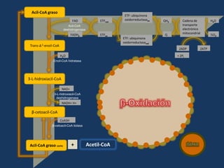Acil-CoA graso
                                                        ETF: ubiquinona
                               FAD            ETFred    oxidorreductasaox   QH2      Cadena de         H2O
                           Acil-CoA                                                  transporte
                        deshidrogenasa                                               electrónico
                               FADH2          ETFox                         Q        mitocondrial      ½O2
                                                       ETF: ubiquinona
                                                       oxidorreductasared
 Trans-∆ 2-enoil-CoA
                                                                                   2ADP         2ATP

                       H2O                                                        + 2Pi
                Enoil-CoA hidratasa




3-L-hidroxiacil-CoA

                       NAD+
                3-L-hidroxiacil-CoA
                 deshidrogenasa
                       NADH+ H+

  β-cetoacil-CoA
                       CoASH
               β-cetoacil-CoA tiolasa




 Acil-CoA graso corto          +         Acetil-CoA
 