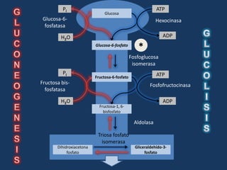 Pi                                                 ATP
                               Glucosa
 Glucosa-6-                                                 Hexocinasa
  fosfatasa

         H2O                                                   ADP
                          Glucosa-6-fosfato
                                                  *
                                               Fosfoglucosa
                                                isomerasa
         Pi                                                 ATP
                          Fructosa-6-fosfato
Fructosa bis-                                            Fosfofructocinasa
  fosfatasa

         H2O                                                   ADP
                            Fructosa-1, 6-
                              bisfosfato

                                                 Aldolasa

                           Triosa fosfato
                             isomerasa
       Dihidroxiacetona                          Gliceraldehído-3-
            fosfato                                   fosfato
 