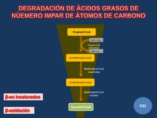 Propionil-CoA

                                      ATP + CO2
                                   Propinil-CoA
                                   carboxilasa
                                      ADP + Pi

                   (s)-Metilmalonil-CoA



                                Metilmalonil-CoA
                                   racemasa


                   (r)-Metilmalonil-CoA


                                Metilmalonil-CoA
                                     mutasa
β-ox insaturados

                    Succinil-CoA                   EQ2
β-oxidación
 