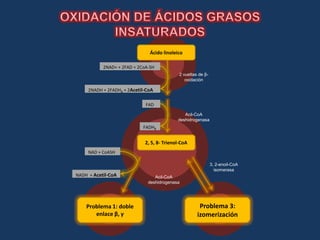 Ácido linoleico

           2NAD+ + 2FAD + 2CoA-SH
                                             2 vueltas de β-
                                                oxidación

     2NADH + 2FADH2 + 2Acetil-CoA

                             FAD
                                               Acil-CoA
                                            deshidrogenasa
                            FADH2


                             2, 5, 8- Trienol-CoA
     NAD + CoASH

                                                               3, 2-enoil-CoA
                                                                 isomerasa
NADH + Acetil-CoA                Acil-CoA
                              deshidrogenasa




    Problema 1: doble                                  Problema 3:
       enlace β, γ                                    izomerización
 