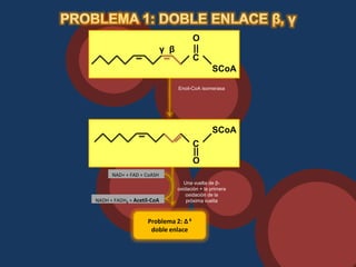 O
                            γ β
                                        C
                                                 SCoA

                                  Enoil-CoA isomerasa




                                                 SCoA
                                        C
                                        O
      NAD+ + FAD + CoASH
                                     Una vuelta de β-
                                  oxidación + la primera
                                      oxidación de la
NADH + FADH2 + Acetil-CoA             próxima vuelta



                    Problema 2: ∆ 4
                     doble enlace
 