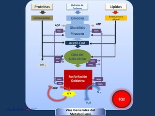 Hidratos de
Proteínas                        Carbono                           Lípidos

                                                                  Ácidos grasos y
Aminoácidos                     Glucosa                               glicerol

               ADP                                      ATP
                           Glucólisis
                 NAD+                                  NADH

                            Piruvato

                           Acetil-CoA

                             Ciclo del
                NAD+       ácido cítrico         NADH
                FAD

    NH 3                                       FADH2




                           Fosforilación
                 NAD+                                    NADH
                            Oxidativa
                    FAD                                   FADH2

              ADP
                                                         O2
                          ATP

                                                                            EQ2
                                              H2O
 