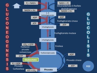 Pi + NAD+                            NAD+ + Pi
                                                   Gliceraldehído-3-fosfato
                                                       deshidrogenasa
               NADH + H+                               NADH + H+
                                   1, 3-
                             bisfosfoglicerato
                       ADP                            ADP
                                                   Fosfoglicerato cinasa
                       ATP
                                                        ATP
                              3-fosfoglicerato


                                                 Fosfoglicerato mutasa

                              2-fosfoglicerato

            CO2 + GTP
        Fosfoenol-                               Enolasa
         piruvato
       carboxicinasa         Fosfoenolpiruvato
                                                                 ADP
      GTP
               Oxalacetato                                    Piruvato cinasa
Pi + ADP
   Piruvato                                                       ATP           EQ2
 Carboxilasa                     Piruvato
                 ATP + CO2
 