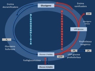 Enzima                                                          Enzima
                                     Glucógeno                    ramificadora
desramificadora

                                                                                 UDP



                                                                            Glucógeno
                                                                              sintasa


                                                                 UDP-glucosa




   Pi
                                                                       Pirofosfatasa
                                                                        inotgánica
  Glucógeno
  fosforilasa
                                                                PPi              2Pi
                                Glucosa-1-fosfato          UDP-glucosa
                                                    UTP   pirofosforilasa
                  Fosfoglucomutasa

                                Glucosa-6-fosfato
 