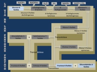 NADP+              NADPH+          H2O          H+          NADP+          NADPH + CO2

 Glucosa-6-                  6-fosfoglucono-                      6-                     Ribulosa-5-
  fosfato                       δ-lactona                  fosfogluconato                  fosfato
              Glucosa-6-fosfato                6-fosfoglucono-          6-fosfogluconato
               deshídrogenasa                     lactonasa             deshídrogenasa




                                                                    Ribosa-5-fosfato
                                                                                    Ribosa-5-fosfato
                                                                                       isomerasa
Gliceraldehído-3-             Sedoheptulosa-7-
     fosfato
                       +          fosfato
                                                           Transcetolasa



                                                                    Xilulosa-5-fosfato
                                                                                           Ribosa-5-fosfato
                                                                                              epimerasa
                           Transaldolasa




                                                                                           Gliceraldehído-3-
Fructosa-6-fosfato     +      Eritrosa-4-fosfato              Fructosa-6-fosfato    +           fosfato
                                                   Transcetolasa
 