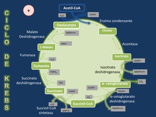 Acetil-CoA
      +                                             CoASH
                              H2O

                                                             Enzima condensante
                             Oxalacetato
                             Oxalacetato

     Malato                                                    Citrato
                                     NADH+H+
 Deshidrogenasa
                               NAD+                                             Aconitasa
               L-Malato

  Fumarasa                                                                Isocitrato
                     H2O
                                                                                       NADP+

          Fumarato
          Fumarato                                            Isocitrato
                     FADH2                                 deshídrogenasa              NADPH+H+

   Succinato
                                                                                            CO2
deshídrogenasa                FAD                             α- cetoglutarato
                                                               α- cetoglutarato
                                                   CoASH
                   Succinato
                   Succinato           CoASH                                 NADP+

                                                   CO2              α-cetoglutarato
                                                                    deshidrogenasa
                     GTP                   Succinil-CoA
                                          Succinil-CoA
             Succinil-CoA                                                NADPH+H+
                                GDP+P i
              sintetasa
 
