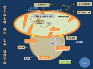Glutamato                                                 α-cetoácido
           Glutamato
         deshidrogenasa               α-cetoglutarato
                                                                               Aminoácido
                   2ATP + HCO3 + NH3              MITOCONDRIA

                    Carbamoil
                     fosfato         Pi

                                          Citrulina



                                            ATP                  Aspartato
        Ornitina                                                             CITOSOL
                                          AMP+ PPi

Urea                                                 Arginino-
                                                     succinato



       H2O                Arginina

                                                       Fumarato                    EQ2
 