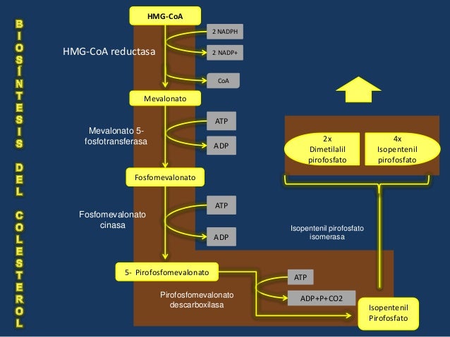 Acelerar metabolismo Consejos y Guía