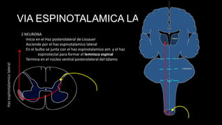 VIA ESPINOTALAMICA LAT.

Haz espinotalamico lateral

2 NEURONA
Inicia en el Haz posterolateral de Lissauer
Asciende por el haz espinotalamico lateral
En el bulbo se junta con el haz espinotalamico ant. y el haz
espinotectal para formar el lemnisco espinal
Termina en el núcleo ventral posterolateral del tálamo

 