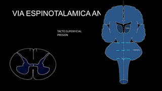 VIA ESPINOTALAMICA ANT.
TACTO SUPERFICIAL
PRESION

 