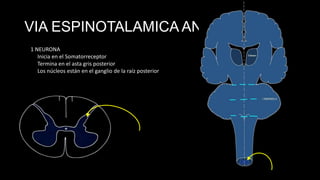 VIA ESPINOTALAMICA ANT.
1 NEURONA
Inicia en el Somatorreceptor
Termina en el asta gris posterior
Los núcleos están en el ganglio de la raíz posterior

 