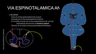 VIA ESPINOTALAMICA ANT.

Haz espinotalamico anterior

2 NEURONA
Inicia en el Haz posterolateral de Lissauer
Asciende por el haz espinotalamico anterior
En el bulbo se junta con el haz espinotalamico lat. y el haz
espinotectal para formar el lemnisco espinal
Termina en el núcleo ventral posterolateral del tálamo

 