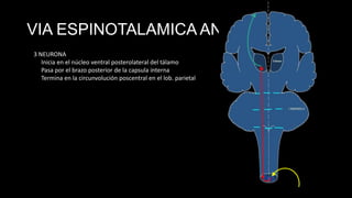VIA ESPINOTALAMICA ANT.
3 NEURONA
Inicia en el núcleo ventral posterolateral del tálamo
Pasa por el brazo posterior de la capsula interna
Termina en la circunvolución poscentral en el lob. parietal

 