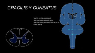GRACILIS Y CUNEATUS
TACTO DISCRIMINATIVO
SENSIBILIDAD VIBRATORIA
SENSIBILIDAD MUSCULOARTICULAR
CONCIENTE

 