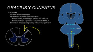 GRACILIS Y CUNEATUS
1 NEURONA
Inicia en el Somatorreceptor
Asciende por el cordón blanco posterior
Nervios sacros, lumbares y 6 torácico por GRACILIS
Nervios torácicos superiores y cervicales CUNEATUS
Termina en el núcleo del gracilis y del cuneatus ipsilateral

 