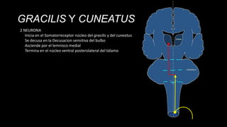 GRACILIS Y CUNEATUS
2 NEURONA
Inicia en el Somatorreceptor núcleo del gracilis y del cuneatus
Se decusa en la Decusacion sensitiva del bulbo
Asciende por el lemnisco medial
Termina en el núcleo ventral posterolateral del tálamo

 