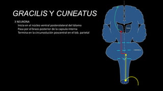 GRACILIS Y CUNEATUS
3 NEURONA
Inicia en el núcleo ventral posterolateral del tálamo
Pasa por el brazo posterior de la capsula interna
Termina en la circunvolución poscentral en el lob. parietal

 