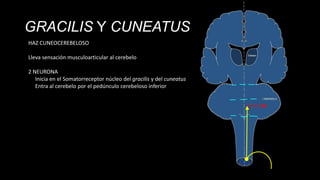 GRACILIS Y CUNEATUS
HAZ CUNEOCEREBELOSO
Lleva sensación musculoarticular al cerebelo
2 NEURONA
Inicia en el Somatorreceptor núcleo del gracilis y del cuneatus
Entra al cerebelo por el pedúnculo cerebeloso inferior

 