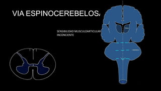 VIA ESPINOCEREBELOSA POST.
SENSIBILIDAD MUSCULOARTICULAR
INCONCIENTE

 
