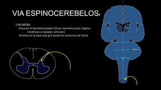 VIA ESPINOCEREBELOSA POST.
1 NEURONA
Inicia en el Somatorreceptor (Huso neuromuscular, órgano
tendinoso y receptor articular)
Termina en la base asta gris posterior (columna de Clark)

 