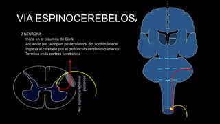 VIA ESPINOCEREBELOSA POST.

Haz espinocerebeloso
posterior

2 NEURONA
Inicia en la columna de Clark
Asciende por la región posterolateral del cordón lateral
Ingresa al cerebelo por el pedúnculo cerebeloso inferior
Termina en la corteza cerebelosa

 