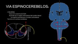 VIA ESPINOCEREBELOSA ANT.

Haz espinocerebeloso
anterior

2 NEURONA
Inicia en la columna de Clark
Asciende por la región anterolateral del cordón lateral
La mayoría asciende por el cordon contralateral
Termina en la corteza cerebelosa

 