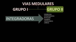 INTEGRADORAS

CEREBELOSA
EXTRAPIRAMIDAL
RETICULAR
TALAMICA
HIPOTALAMICA
LIMBICA

 