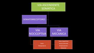 VIA ASCENDENTE
SOMATICA

SOMATORRECEPTORES

VIA
NOCICEPTIVA

VIA
MECANICA
Tacto Superficial

Dolor

Tacto profundo

Temperatura

Propiocepcion
Vibración

 