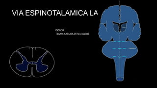 VIA ESPINOTALAMICA LAT.
DOLOR
TEMPERATURA (Frio y calor)

 