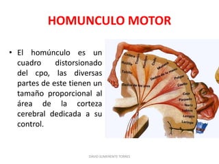 vias motoras o piramidales......, pdmo .pdf