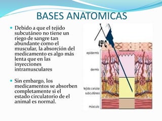 BASES ANATOMICAS 
 Debido a que el tejido 
subcutáneo no tiene un 
riego de sangre tan 
abundante como el 
muscular, la absorción del 
medicamento es algo más 
lenta que en las 
inyecciones 
intramusculares 
 Sin embargo, los 
medicamentos se absorben 
completamente si el 
estado circulatorio de el 
animal es normal. 
 