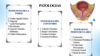 Comprehensive Diagnostic Ultrasound of Urinary Tract and Bladder ...