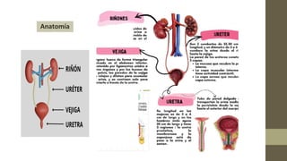 Comprehensive Diagnostic Ultrasound of Urinary Tract and Bladder ...