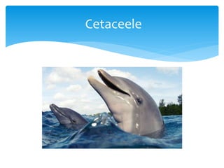 Cetaceele
 