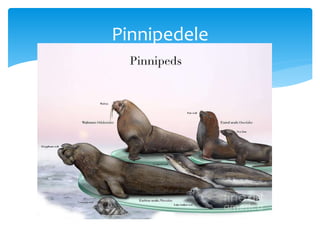 Pinnipedele
 