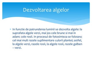  In functie de patrunderea luminii se dezvolta algele: la
suprafata algele verzi, mai jos cele brune si mai in
adanc cele rosii. In procesul de fotosinteza se folosesc
cel mai mult razele suplimentare culorii plantei; astfel,
la algele verzi, razele rosii, la algele rosii, razele galben
– verzi.
Dezvoltarea algelor
 