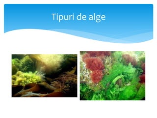 Tipuri de alge
 