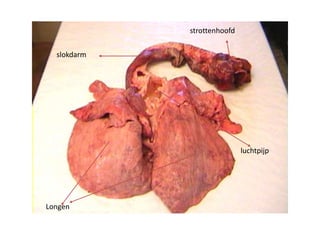 Longen
strottenhoofd
slokdarm
luchtpijp
 